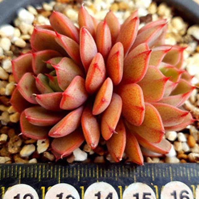 PRESALE Echeveria Ruby Singh, Double, (Random)