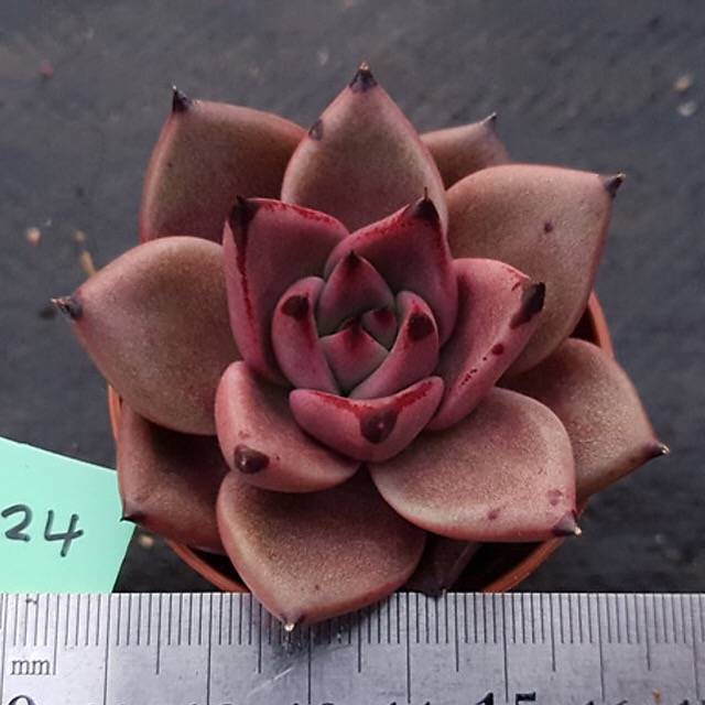 PRESALE Echeveria Agavoides Ebony, (Not so Random)