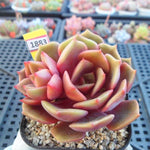 PRESALE  Echeveria My Star, (Random)