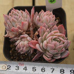 PREVIEW OF MOTHER"S DAY WEEKEND FLASH SALE!  PRESALE Echeveria Violet Queen, (Random)