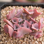 FLASH SALE- PRESALE Echeveria Trumpet Pinky, (Random)