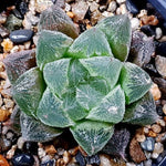 Haworthia Cooperi var. Venusta, (Video)