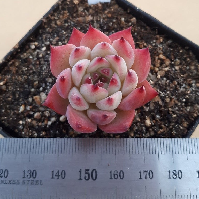 PRESALE Echeveria Chihuahuaensis cv, (Random)