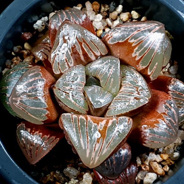 Haworthia 'Silver Mutica' Hybrid