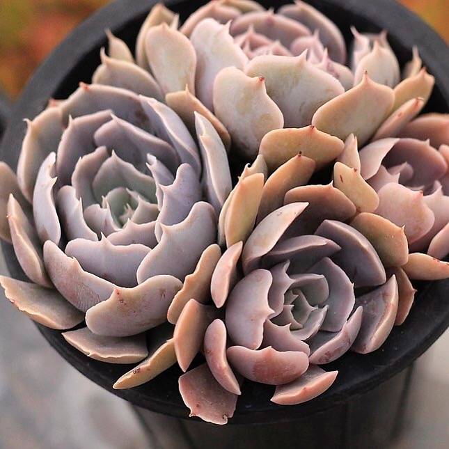 PRESALE Echeveria Shaviana, (Unknown Type)