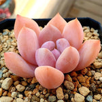 PRESALE Echeveria Arteusa, (Random)