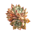 SALE! Echeveria Zaragosa, Small Triple