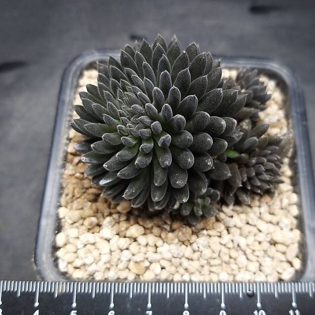 PRESALE Sinocrassula Yunnanensis, (Random)