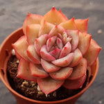 PRESALE Echeveria Eiria, (Not so Random)