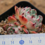 PRESALE Echeveria Jackal, (Random)