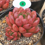 Sedeveria Pink Ruby, (Random)