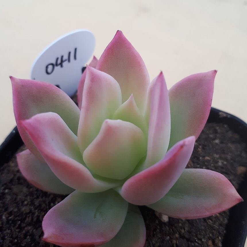 PRESALE Echeveria Joy, (Random)