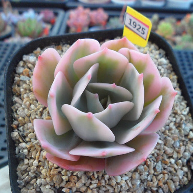 PRESALE Echeveria Secunda, Variegata, (Random)