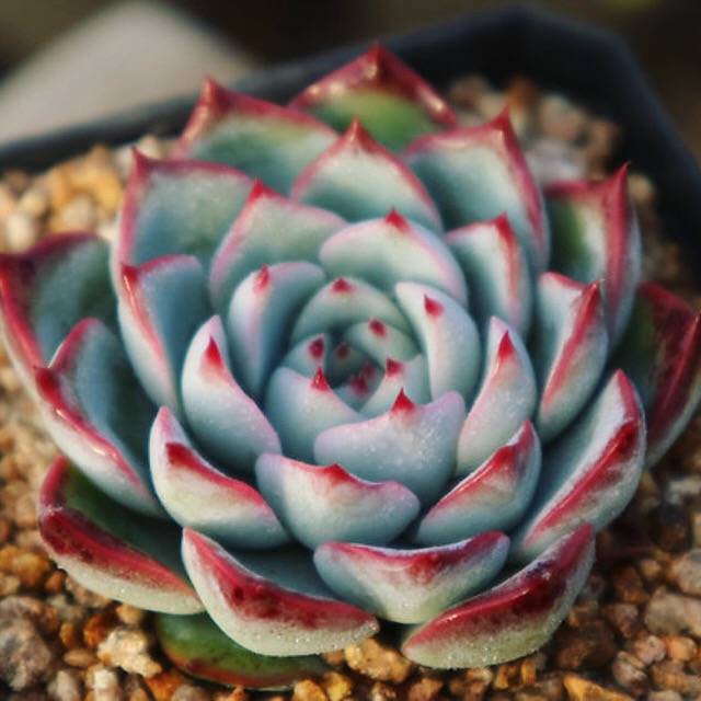 Echeveria Soulheart, (Random)