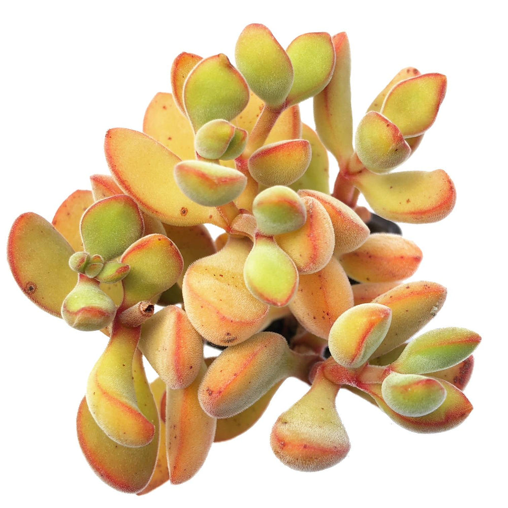 Crassula Rogersii