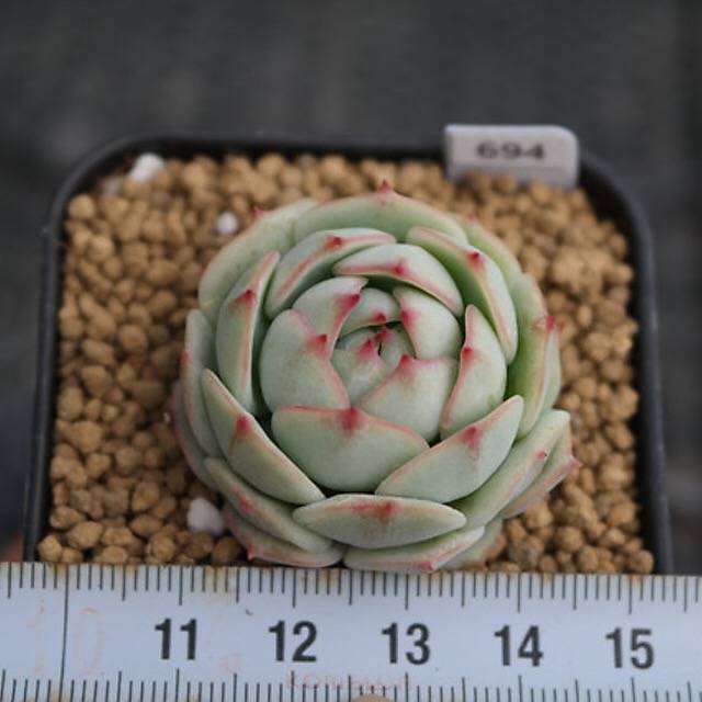 SPECIAL! JUST CART!! PRESALE Echeveria Derenbergii, (Not So Random)