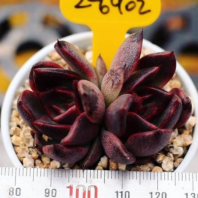 PRESALE Echeveria 'Black Rose,' Double