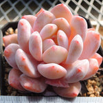 Echeveria Potosina, (Random)