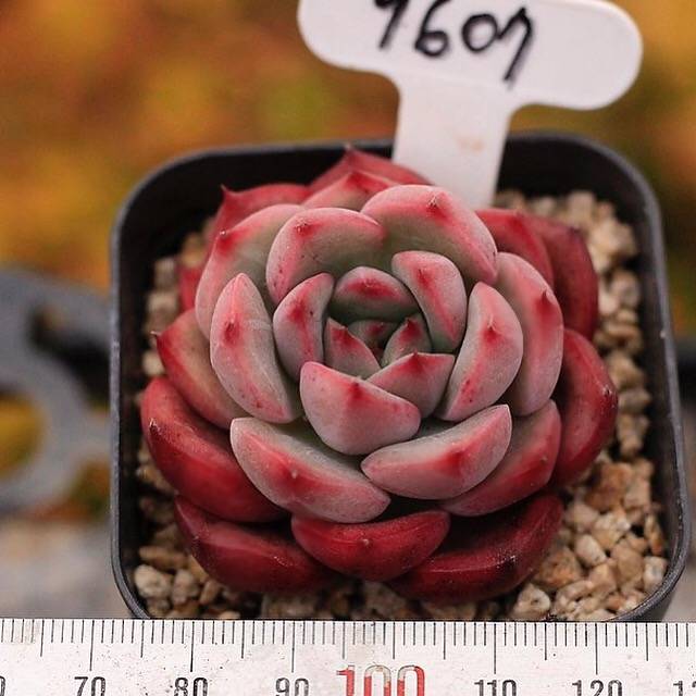 PRESALE Echeveria Scilla