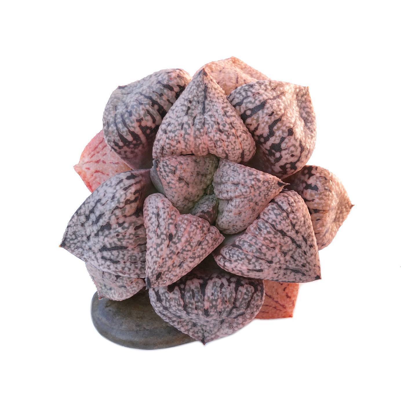 Haworthia Picta Okubo, (Video) – Cedar Creek Farmhouse