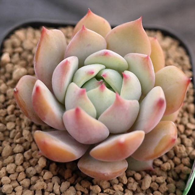 BLACK FRIDAY SNEAK, Echeveria Baldi, (Random)