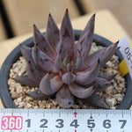 PRESALE Echeveria Unguiculata, (Random)