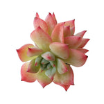 Echeveria Maria