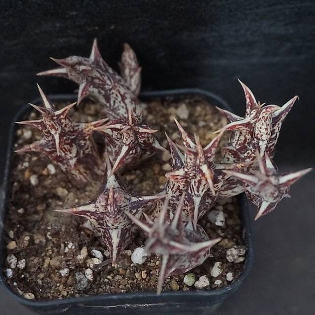 4th OF JULY FLASH SALE- DEAL #8 PRESALE Stapelia Decaryi Choux