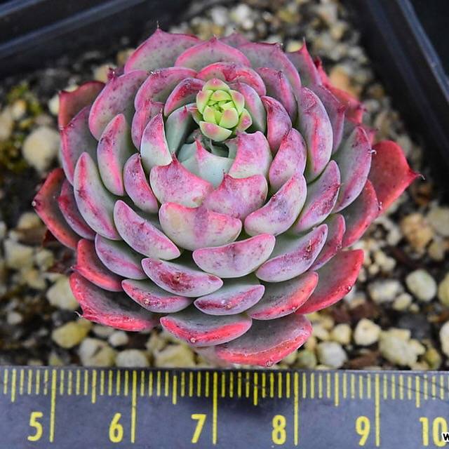 PRESALE Echeveria Sierra, (Random)