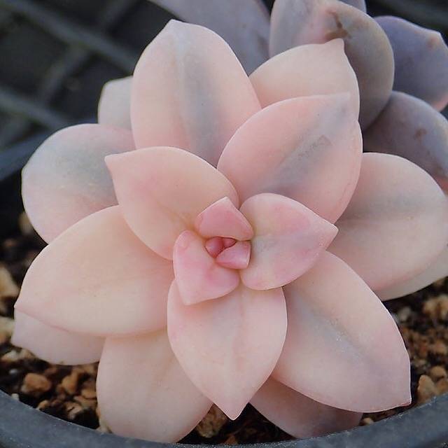 PRESALE Graptopetalum Superbum, Variegata, Double, (Not So Random)