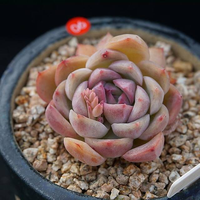 PRESALE Echeveria 'Polite,' (Random)