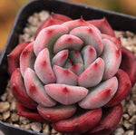 PRESALE Echeveria Scilla