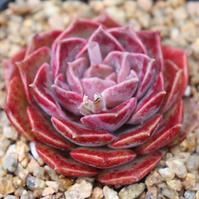 PRESALE Echeveria Mochican, (Not so Random)