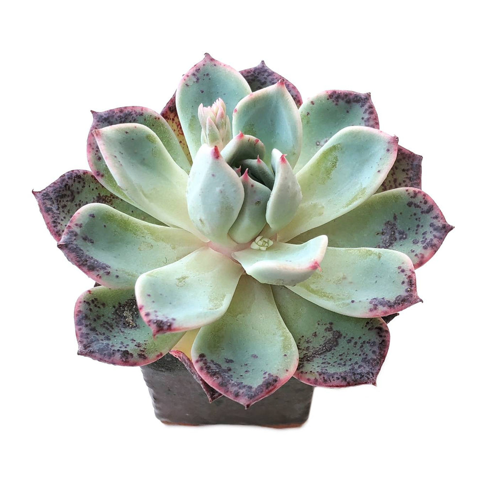 Sale! Echeveria 'Still Heart'