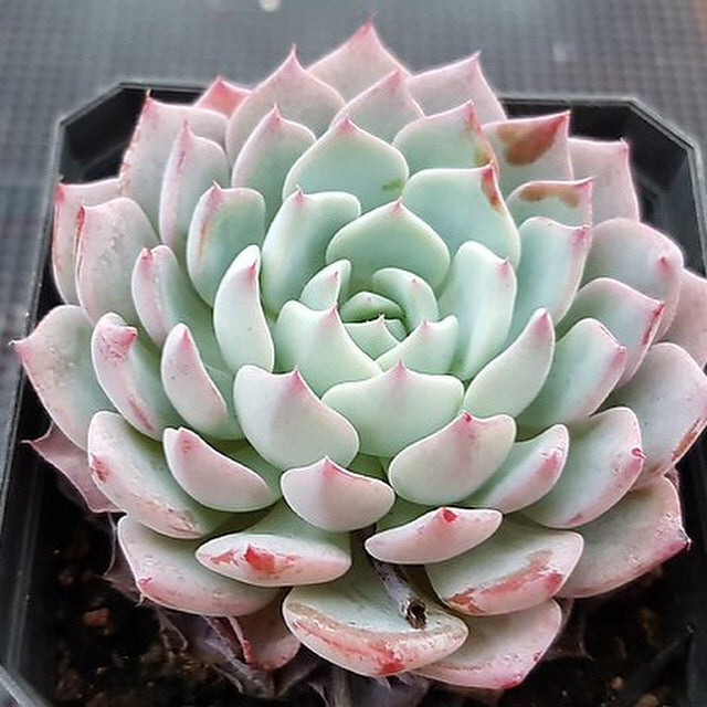 Echeveria Caribbean Blue, (Random)