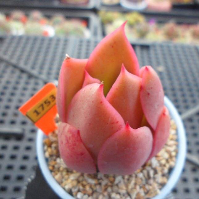 JUST CART!!!   PRESALE Echeveria HAKUHOU Hybrid, (Random)