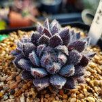 Sale! Echeveria Scorpio