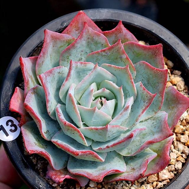PRESALE Echeveria Lonzanii, (Not so Random)