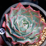 PRESALE Echeveria Lonzanii, (Not so Random)
