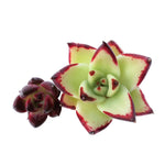 SALE! Echeveria Agavoides 'Montana' and 'Concord' Pup