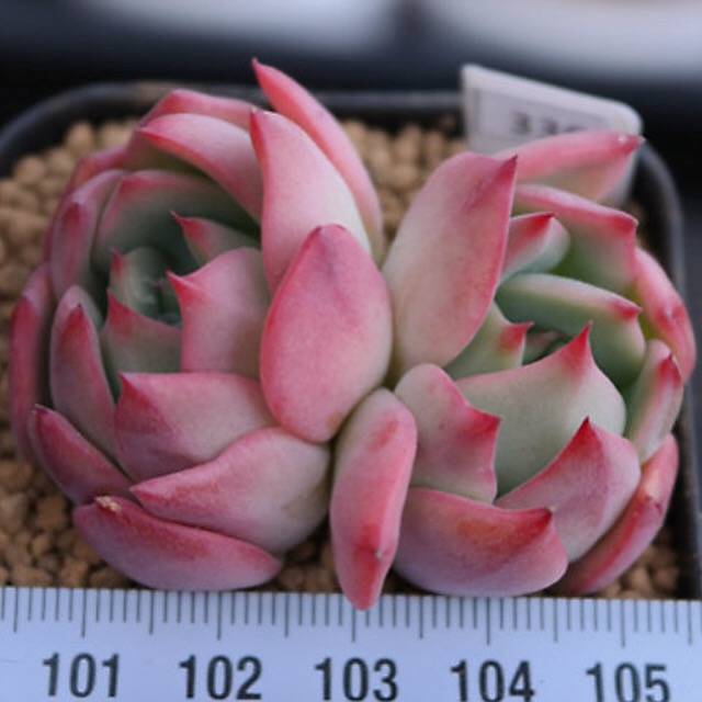 PRESALE Echeveria Patricia, (Random)