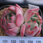 PRESALE Echeveria Patricia, (Random)