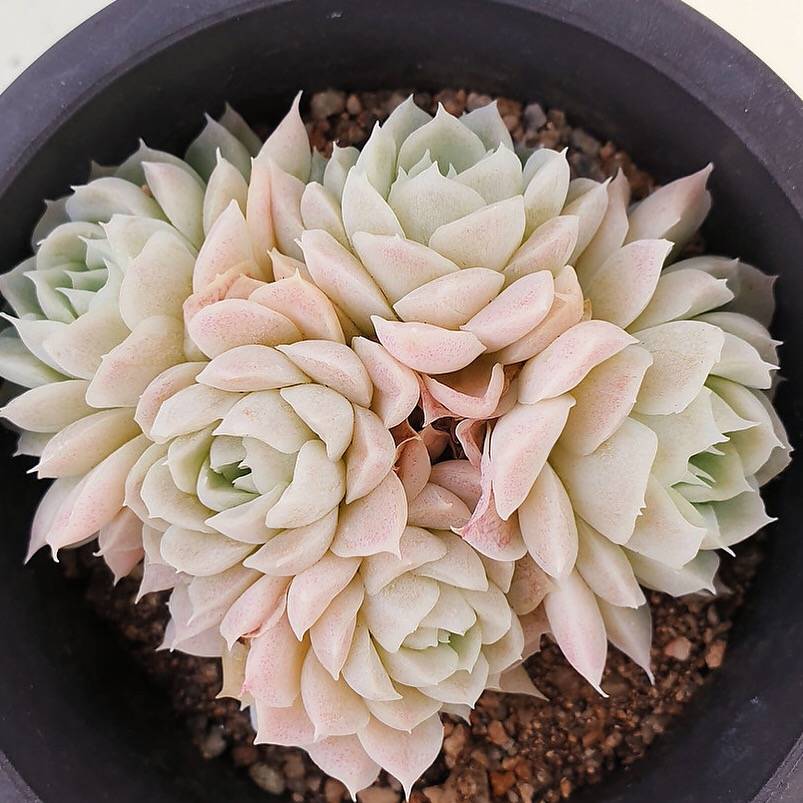 PRESALE Echeveria Hughmillus Cluster, (Random)