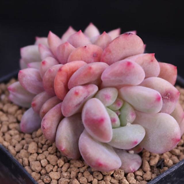 READY TO SHIP- Echeveria Ariel, Cluster (Random)