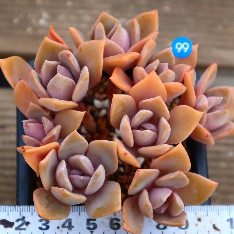 Echeveria Huthspinke