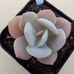 PRESALE Echeveria 'White Bar,' (Random)