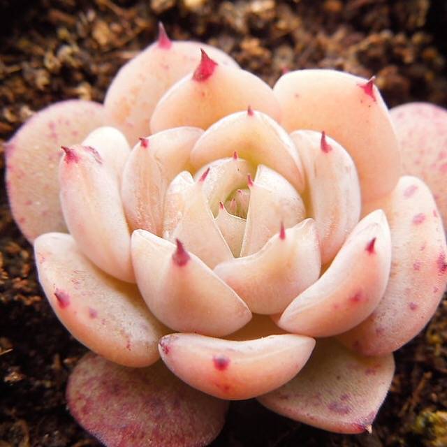 SPECIAL! JUST CART!! Echeveria Sp., (Not so Random)