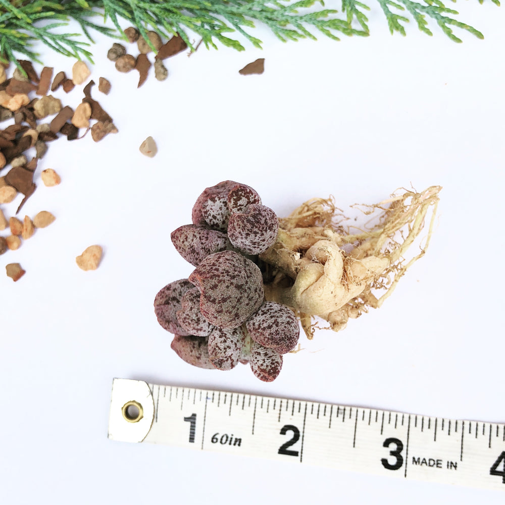 'Coffee Beans' Cluster