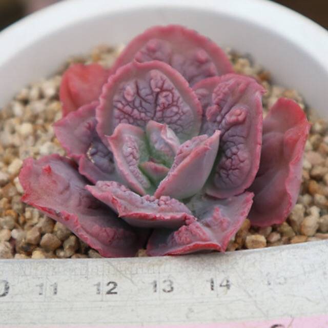 PRESALE Echeveria Linguaas, (Random)