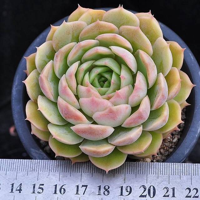 Echeveria Onlow, (Random)